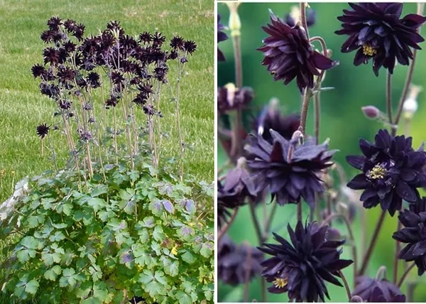 Aquilegia vulgaris Black Barlow / Harangláb fekete