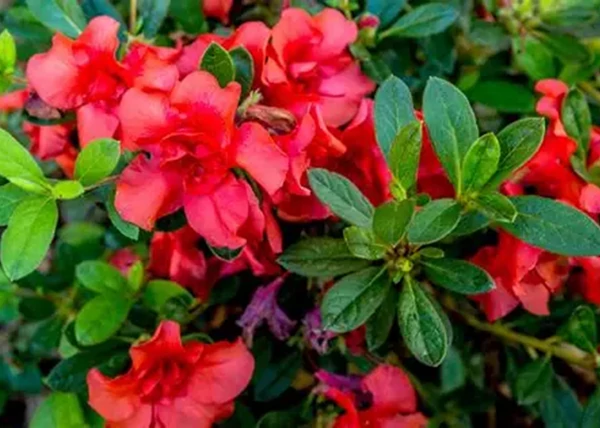 Azalea japonica Sakata Red / Azáleacpiros virágu