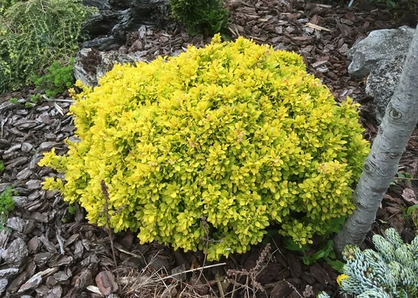 Berberis thunbergii Tiny Gold / Sárga levelű törpe borbolya
