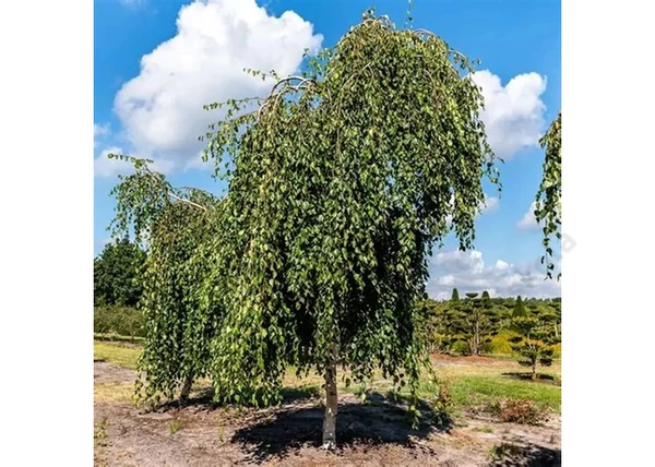 Betula pendula long trunk / Csüngő himalájai nyír