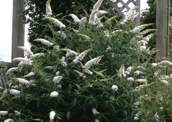 Buddleja davidii nanho White / Nyáriorgona fehér