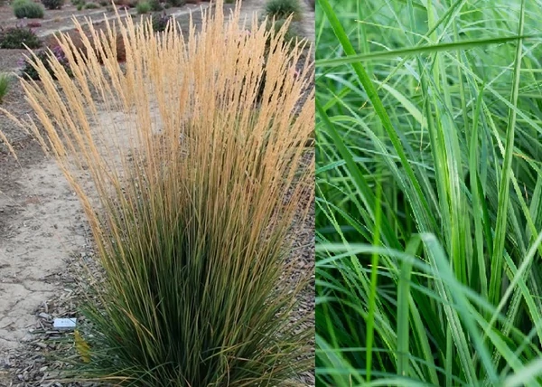 Calamagrostis x acutiflora 'Karl Foerster' / Nádtippan