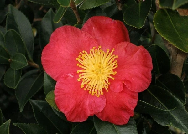  Camellia sasanqua Yuletide Red / Őszi kamélia pirosvirágú
