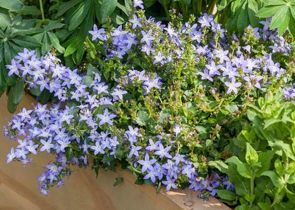 Campanula Poscharskyana / Balkáni Harangvirág
