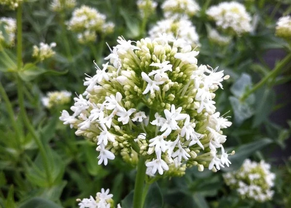 Centranthus ruber 'Albus' / Sarkantyúvirág