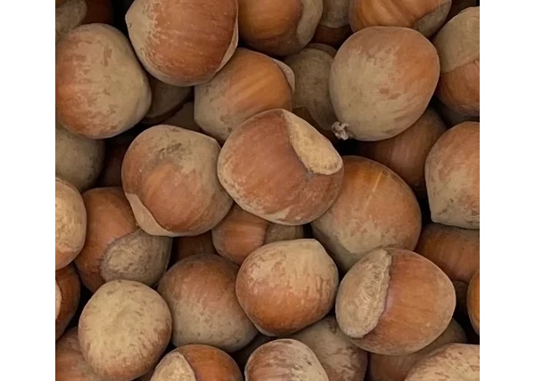 Corylus avellana Nagy bőtermő / Nagy bőtermő étkezési mogyoró