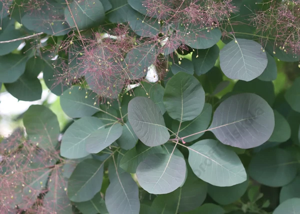 Cotinus coggygria Grace / Cserszömörce