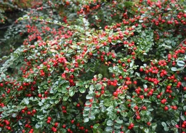Cotoneaster suecicus Coral Beauty / Svéd Madárbirs