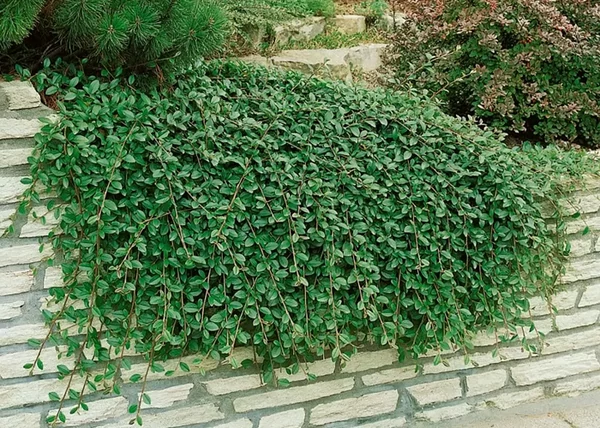 Cotoneaster procumbens Queen of Carpet / Kúszó madárbirs