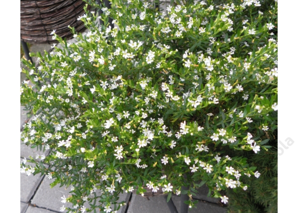 Cuphea hyssopifolia / Japánmirtusz Kuffea Fehér