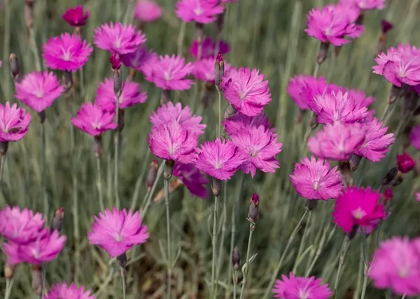 Dianthus gratianopolitanus Feuerhexe / Pünkösdi szegfű