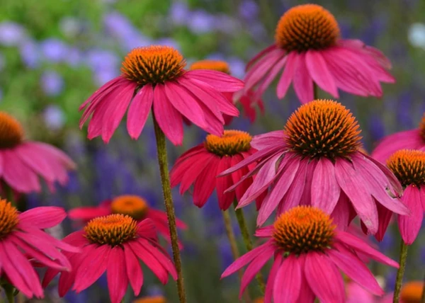 Echinacea purpurea powwow Wild Berry / Bíbor kasvirág
