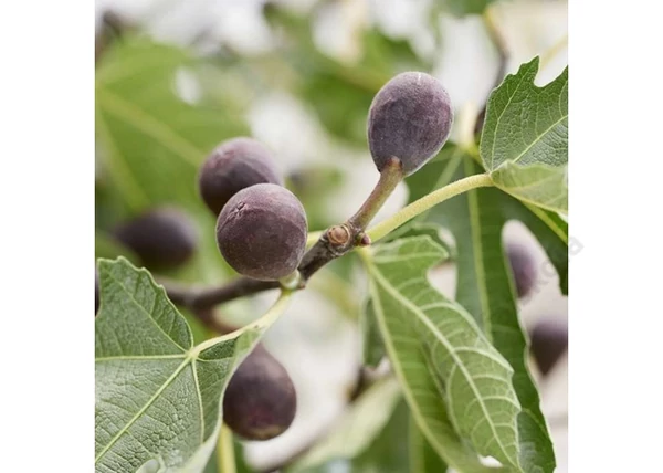 Ficus carica little miss figgy / Törpe fekete füge