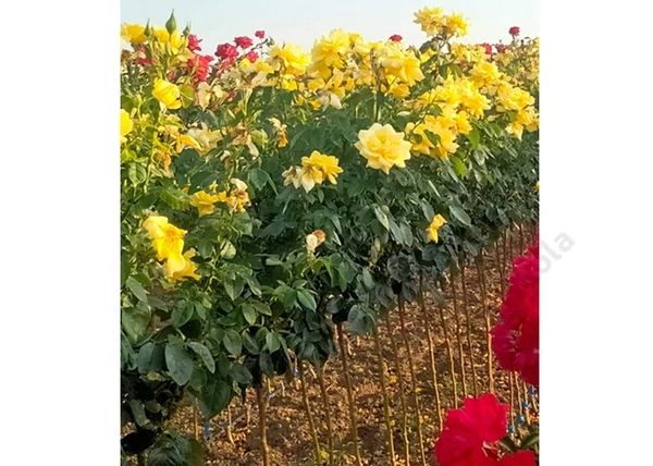 Magastörzsű rózsa  Kanárisárga / Golden leader