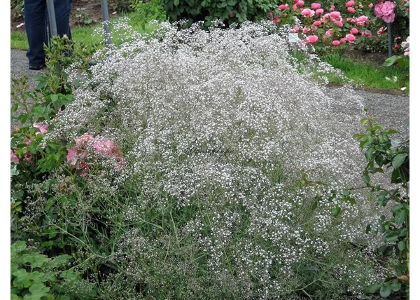  Gypsophila paniculata snowflake / Buglyos fátyolvirág