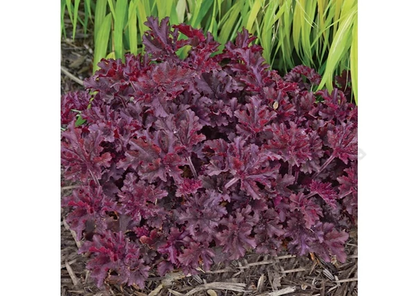 Heuchera americana melting fire / Bíbor levelű tűzeső