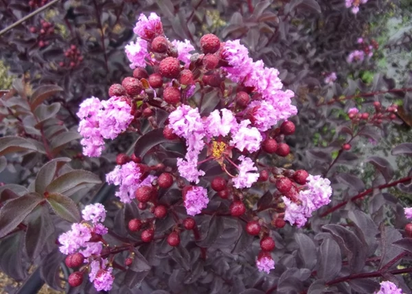 Lagerstroemia indica black diamond purely purple / Kínai selyemmirtusz bordó levelű lila virágú