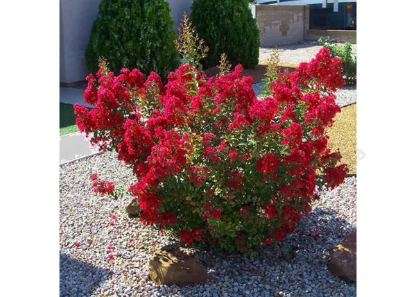 Lagerstroemia indica Petite Red / Kínai selyemmirtusz piros