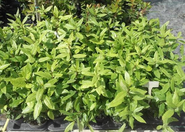Laurus nobilis / Nemes babér