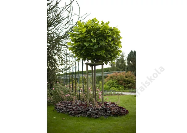 Liriodendron Tulipifera Edward Gursztyn / Gömb Tulipánfa