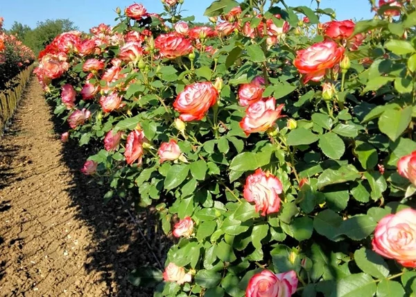 Magastörzsű rózsa / Liu