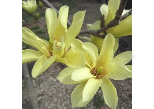 Magnolia Acuminata x Denudata Elizabeth / Sárga virágú liliomfa