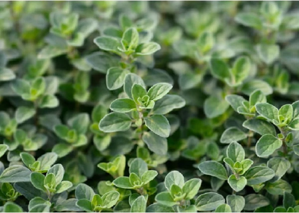 Majorana hortensis / Majoranna