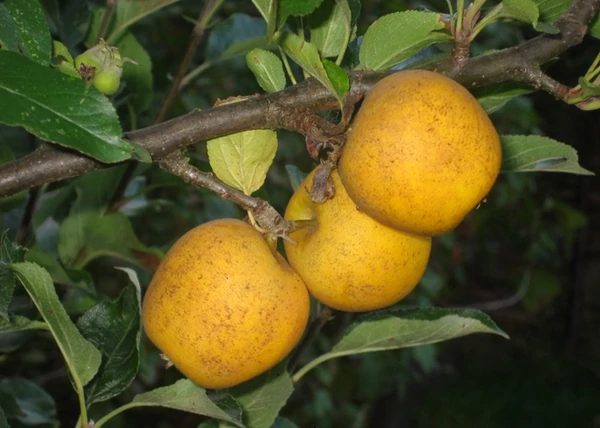 Malus domestica bőralma / Bőralma
