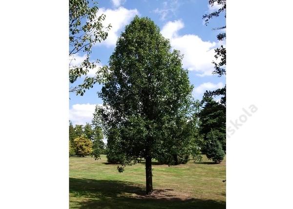 Malus trilobata / Oszlopos díszalma