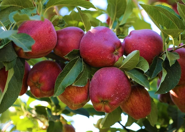  Malus domestica Top Red Delicious / Top Red Delicious alma