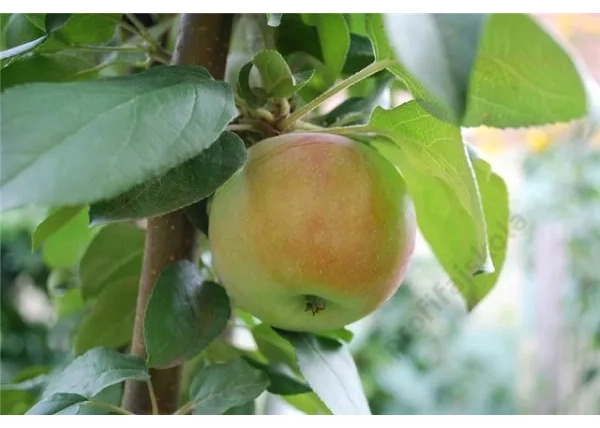 Malus domestica Nyári fontos /Nyári fontos alma