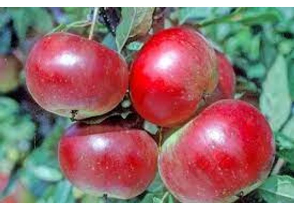 Malus domestica Téli piros pogácsa / Téli piros pogácsa alma