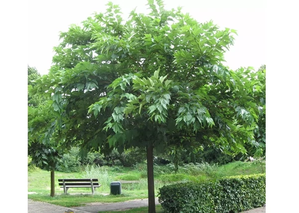 Morus alba macrophylla / Nagylevelű fehér eperfa