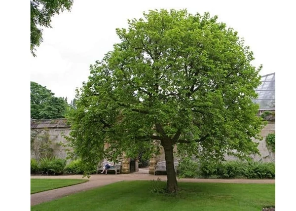  Morus alba sziciliai / Fekete eperfa (óriás termésű)