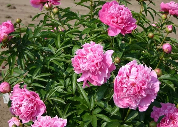 Paeonia lactiflora Alexander Fleming / Lágyszárú bazsarózsa rózsaszín