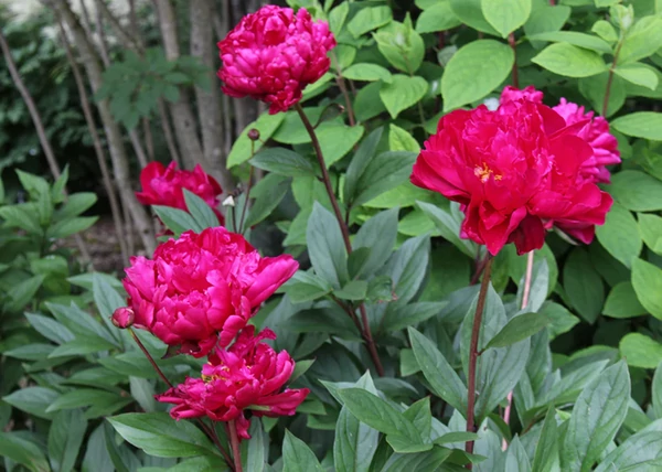 Paeonia lactiflora Karl Rosenfield / Lágyszárú bazsarózsa bordó