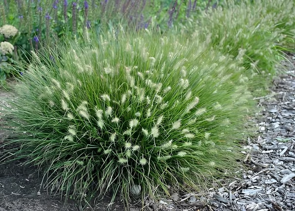Pennisetum alopecuroides Little bunny / Törpe évelő tollborzfű