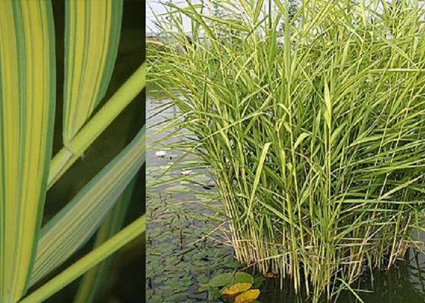 Phragmites Australis Variegatus / Csíkos Nád