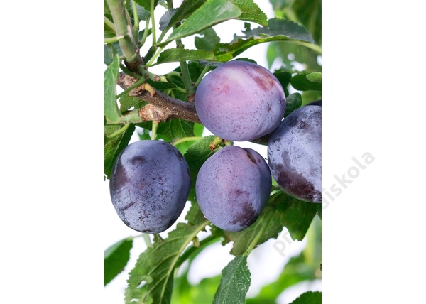 Prunus domestica Toptaste (Kulinária) / Prunus domestica Toptaste (Kulinária) szilva