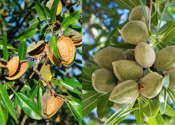 Prunus amygdalus Papersky / Papersky mandula