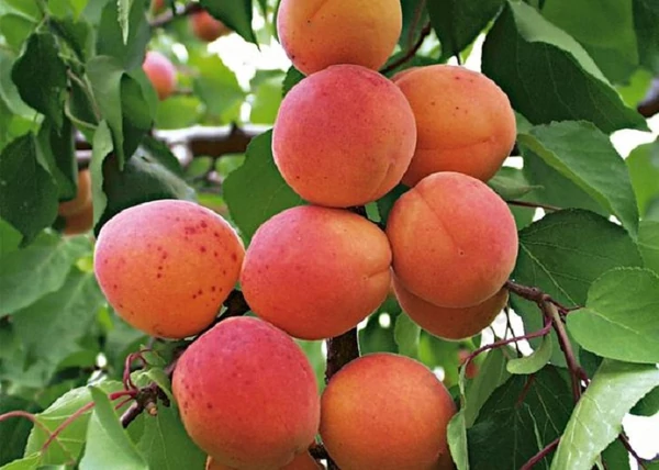 Prunus armeniaca Kuresia / Kuresia kajszi