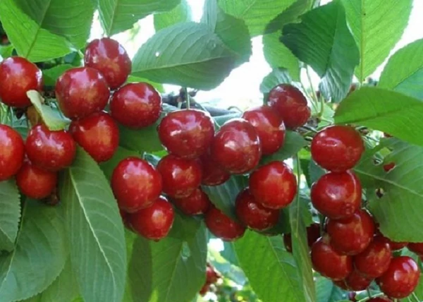 Prunus avium Solymári gömbölyű / Solymári gömbölyű cseresznye