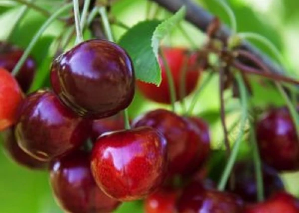 Prunus cerasus Erika / Erika meggy