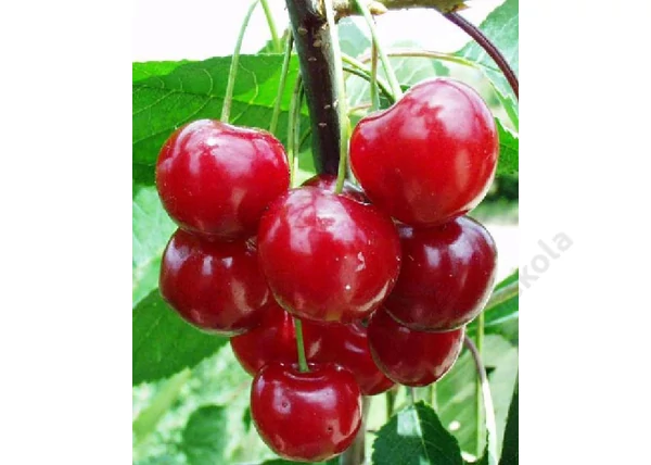 Prunus cerasus Favorit / Favorit meggy