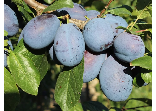 Prunus domestica Jojo / Jojo szilva