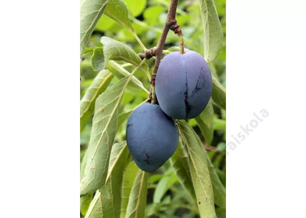 Prunus domestica Olasz Kék / Olasz Kék szilva