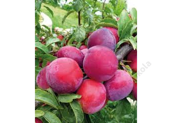Prunus domestica Sangue di Drago / Sangue di Drago japán szilva