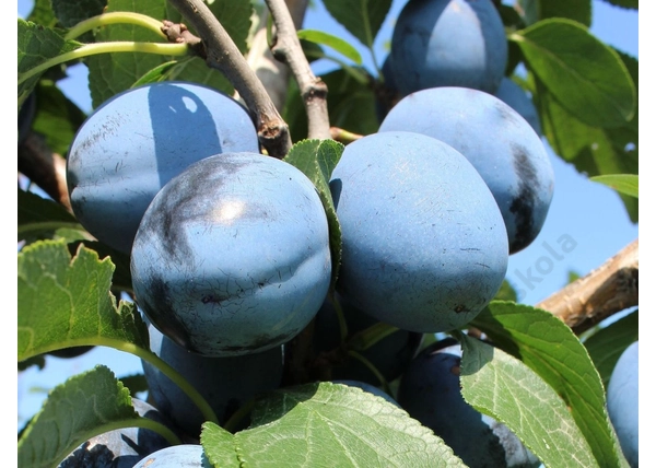 Prunus domestica Topfive / Topfive szilva