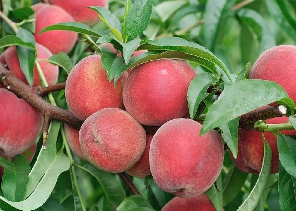 Prunus persica Calred / Calred őszibarack