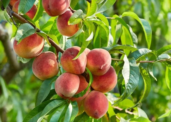 Prunus persica Springbelle / Springbelle őszibarack